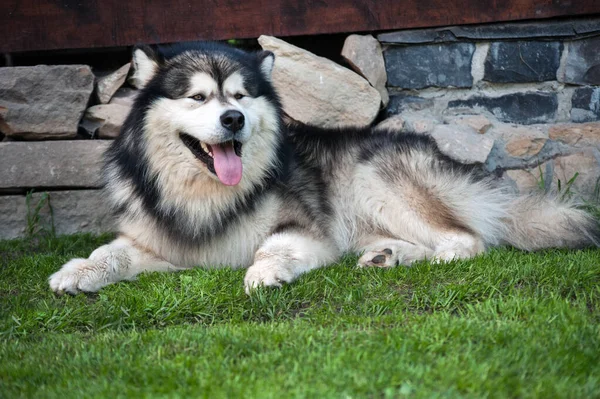 Volwassen Hond Ras Alaskan Malamute Een Veld Met Groen Gemaaid — Stockfoto