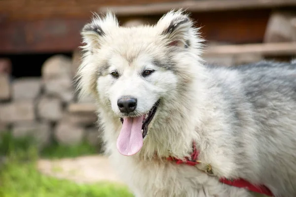 Kleine Malamute Pappie Bij Warm Weer — Stockfoto