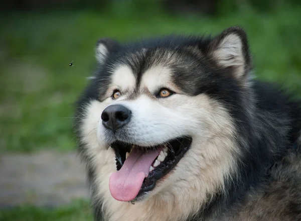 Alasca Malamute Olhando Para Uma Mosca Retrato Adulto Alasca Malamute — Fotografia de Stock