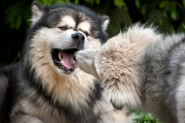 Cão Adulto Brincando Com Pequeno Malamute Alasca — Fotografia de Stock