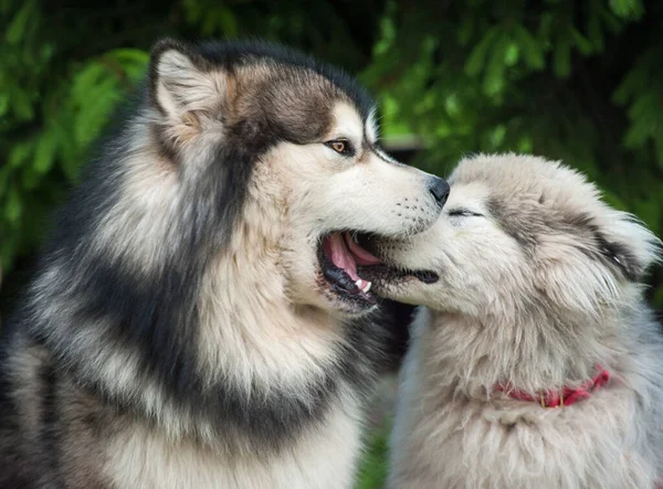 Vuxen Hund Leker Med Liten Alaska Malamute — Stockfoto