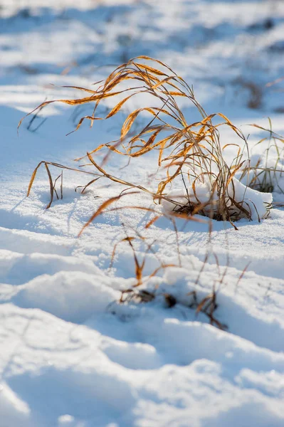 Żółte Pióra Trawy Śniegu Pięknie Oświetlone Słońcem — Zdjęcie stockowe