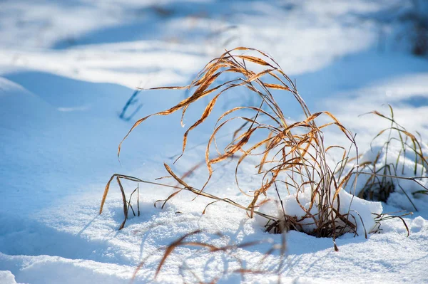 Żółte Pióra Trawy Cienie Śniegu Pięknie Oświetlone Słońcem — Zdjęcie stockowe