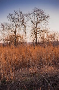 Gün batımında altın kontrastlı çiviler yaklaştı. Kuru yabani otlar