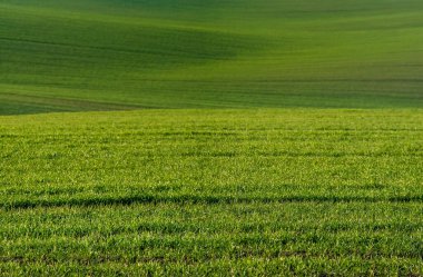 Buğday tarlası dalgaları. Uzakta uzanan çizgilerle yeşil yay dalgalı ekinler. Büyük yeşil bahar arkaplanı