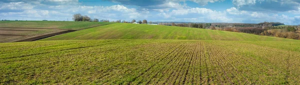 Panoramic field of winter wheat after winter, yellowing, lack of nitrogen fertilizers, disease