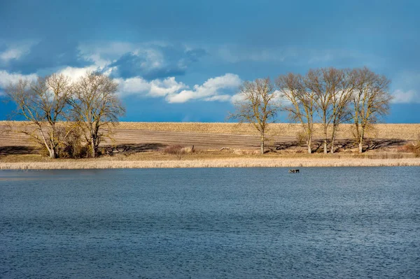 Landscape overgrown with dry yellow reeds and trees on the shores of the pond. Early spring landscape