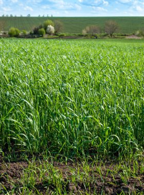Baharda güneş, bitki örtüsü ve tarla tarafından aydınlatılan yeşil buğday yaprakları