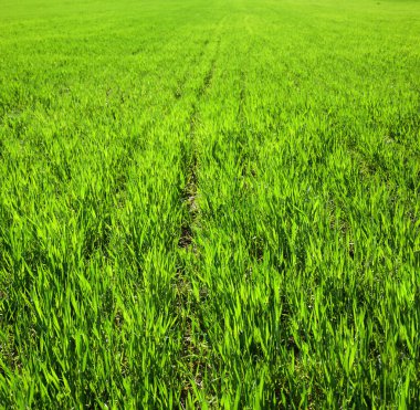 Sıralar, tarla parçaları ilkbaharda buğday, günışığı yaprakları