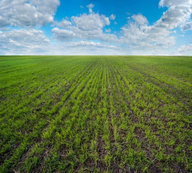 sıra sıra yeşil çimen, tarım kavramı, buğday ya da çavdar ekimi ve bulutlu gökyüzü