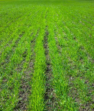 Yeşil buğday sıralarını kapatın, tillering sırasında foly besleme