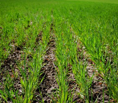 Sıraları kapatın Baharda taze buğday filizleri