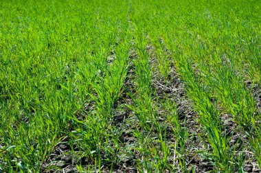 Buğday ekinleri ilkbahar tarlasında kapanıyor.