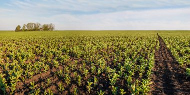 Sıralar dolusu genç bakla, fasulye, fasulye, panoramik manzara, endüstriyel tarım, bahar