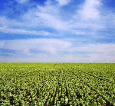 Vicia faba Geniş Fasulye Fava Fasulyesi