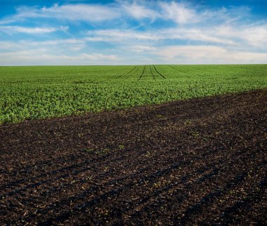 Karabuğday filizleriyle sürülmüş tarlalar ve yeşil fasulye tarlası manzarası.