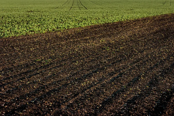 Campo Arato Con Germogli Grano Saraceno Vista Campo Verde Fave — Foto Stock