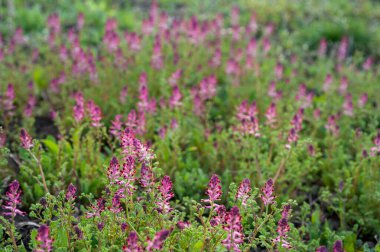 Güzel Fumaria resmi çiçeğinin yakın görüntüsü.