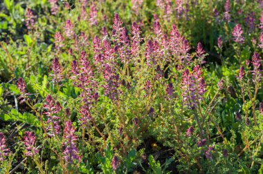 Mor-pembe çiçek Fumaria ofisinin yakın görüntüsü