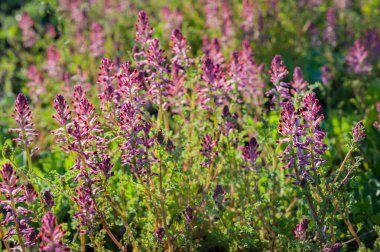 Güzel Fumaria officinalis çiçeğinin yakın görüntüsü. ılık ışık arka planda