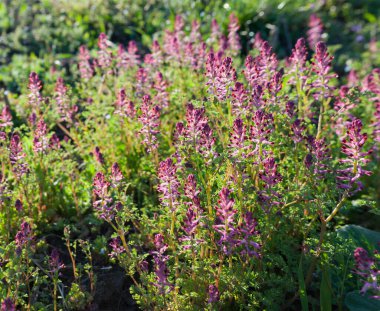 Güneş ışığıyla aydınlatılmış güzel mor-pembe çiçekler.