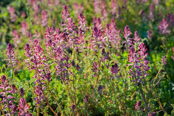 Güzel Fumaria officinalis çiçeğinin yakın görüntüsü. ılık ışık arka planda