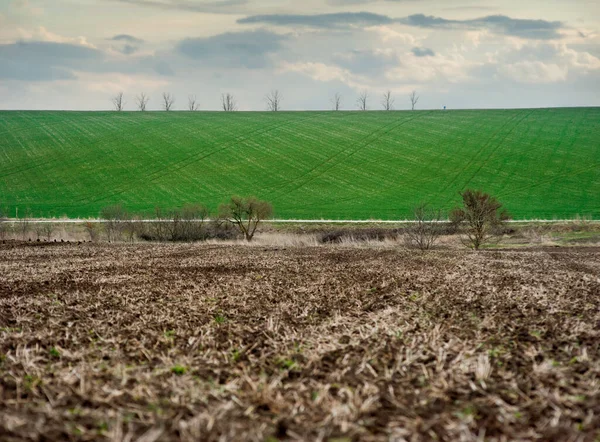 Foreground Large Pieces Soil Plowed Field Background Green Field Patterns — Stock Photo, Image