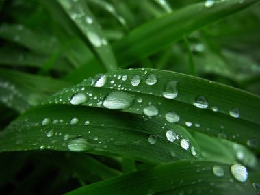 Kapalı su damlaları koyu yeşil buğday yapraklarına düşer.