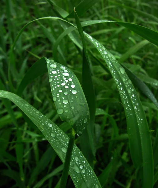 水のある小麦の緑の葉が近くに落ちてぼやけて — ストック写真
