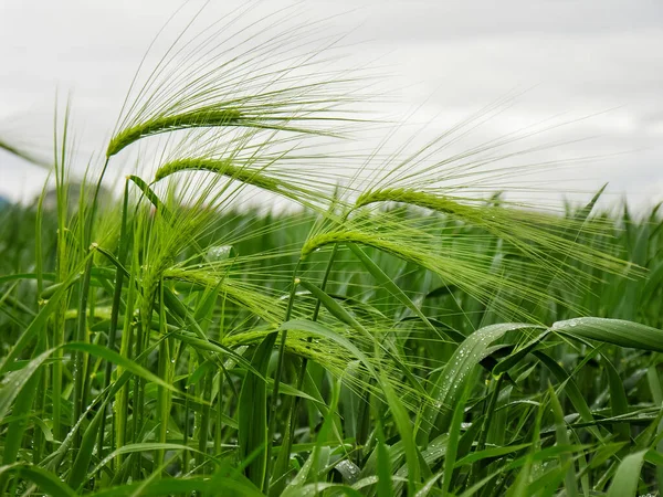 Des Gouttes Rosée Sur Épillets Champ Blé Dans Une Matinée — Photo