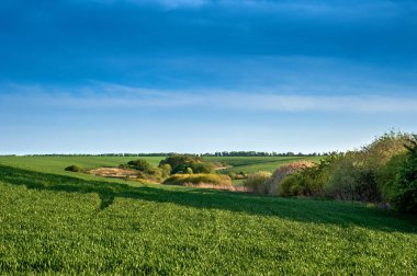 Kışın buğday, ilkbahar çalıları ve ağaçlarla kaplı yeşil tepeler.