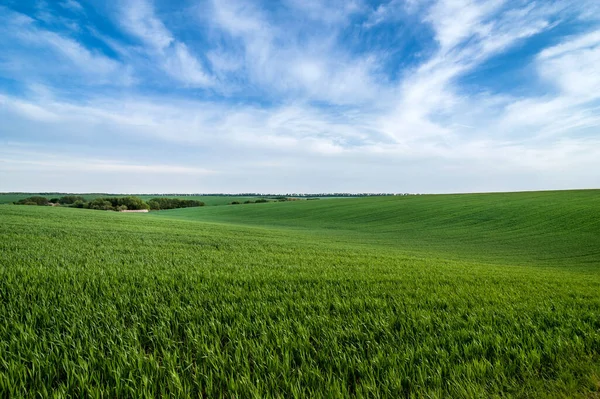 翠绿的田野 冬小麦 美丽的天空 — 图库照片