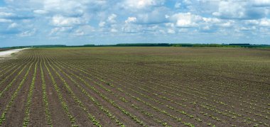 Gökyüzü bulutlu bir alanda pancar filizlerinin panoramik görüntüsü