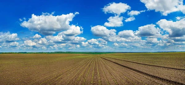 Tarımsal Alanda Yetişen Bulutlu Gökyüzünde Sıralanmış Şeker Pancarı Filizleri — Stok fotoğraf