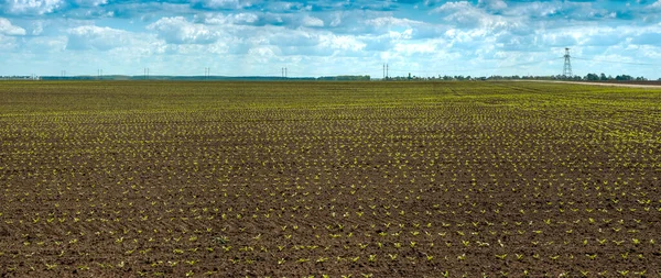 Vista Panoramica Grande Germogli Barbabietola Zucchero Campo Con Cielo Nuvoloso — Foto Stock