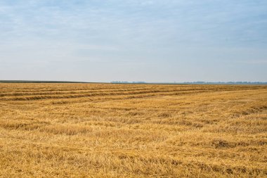Buğday sakalı ve hasattan sonra şeritli tarla