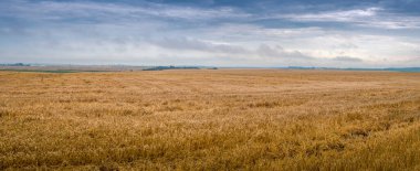 Hasattan sonra buğday sakalıyla tarlanın panoramik görüntüsü