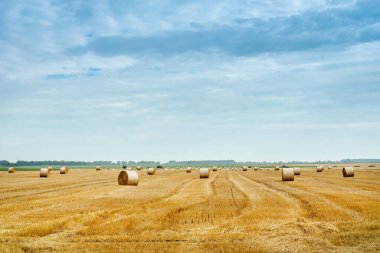 Tarımda hasat, balyalarda saman rulo ve tarlada sakal.