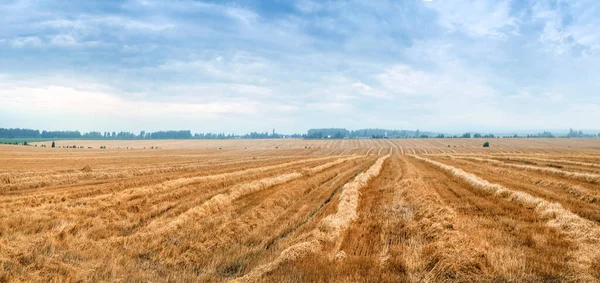 Vista Panorámica Del Campo Con Rastrojo Trigo Tiras Después Cosecha — Foto de Stock