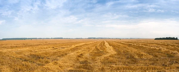 麦茬和麦片收获后的田地 — 图库照片