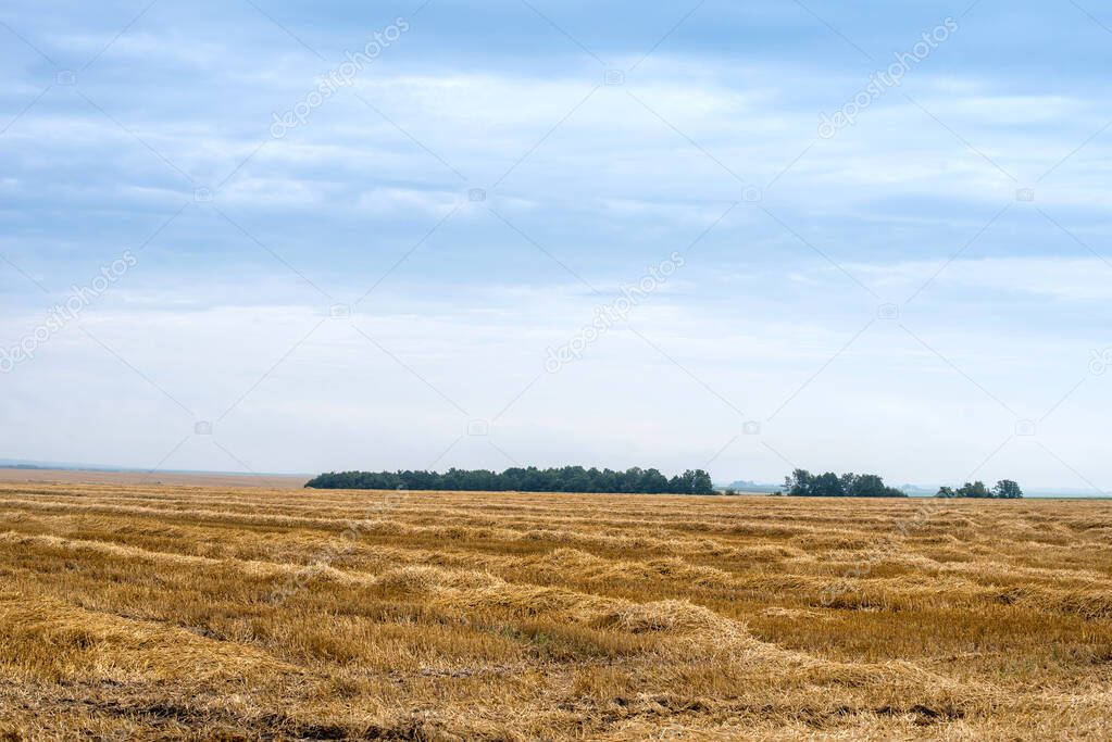 view of the field with wheat stubble and strips after harvest and blue sky