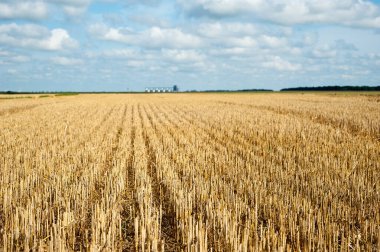Hasattan sonra altın sakal mavi gökyüzünün altında bulutlarla, tahıl ambarlarının ufuklarında