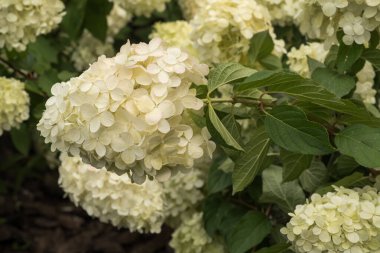 Ortanca 'nın beyaz cildini doğal ışıkta bahçeye bırakmışlar.