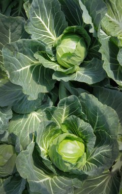 Olgun lahana kafalarının düzgün ve sağlıklı bir görünüşü vardır. Üst görünüm yakın plan