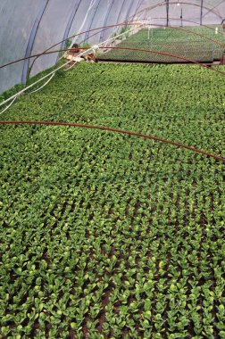 Çiftlikteki bir film serasında lahana fideleri. Kontrollü koşullarda erken sebze yetiştirmek için.