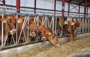 Kulaklık takan genç kahverengi inekler modern bir çiftlik ambarında bir besleyicinin yanında duruyorlar..