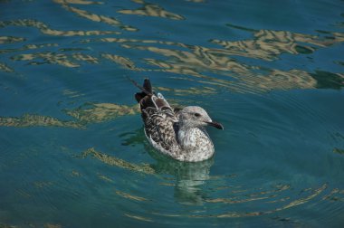 Larus Kachinnans genç Hazar kestanesi denizin mavi sularında
