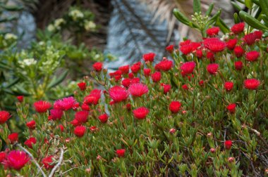 Carpobrotus 'un Delosperma kırmızı taç yaprakları