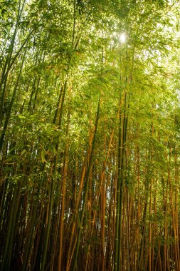 Bambu çalıları, güneş yaprakları ve yeşil sapları delip geçiyor.