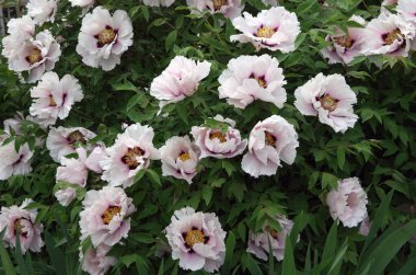 Beyaz soluk pembe çiçekli ağaç şakayığı (Paeonia ouruticosa)